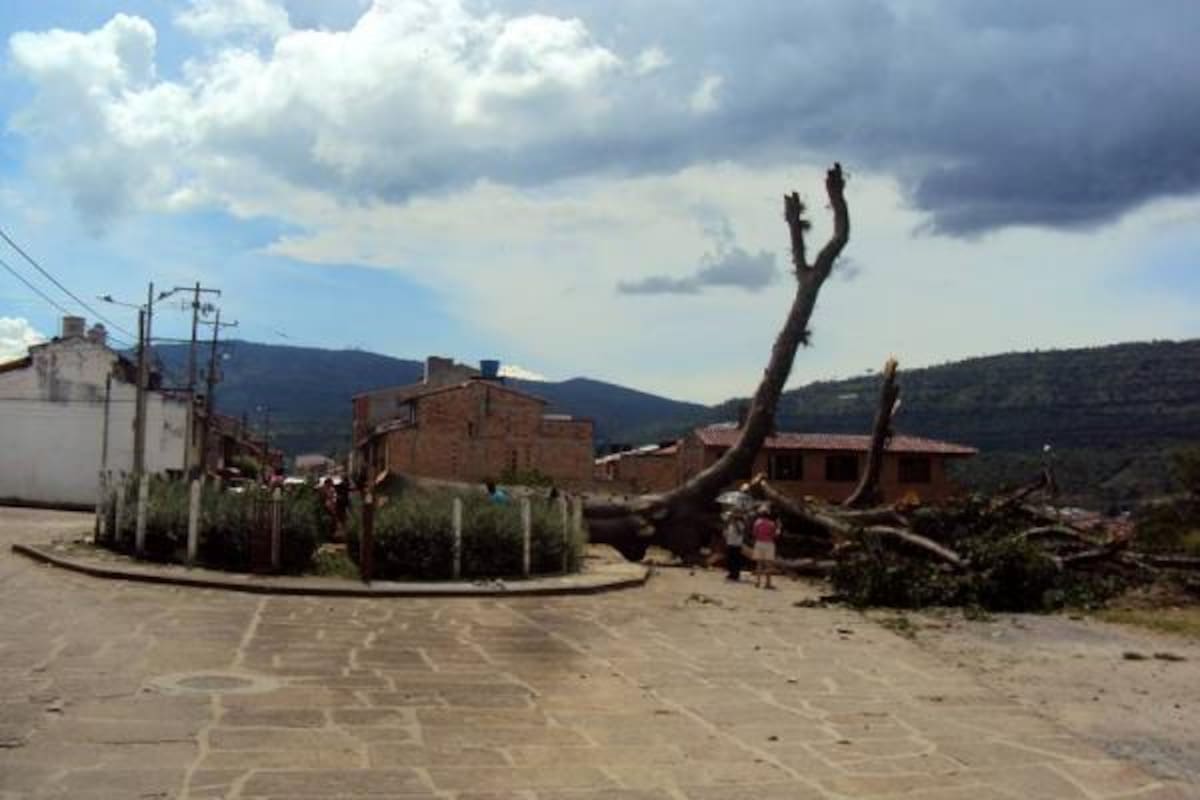 La comunidad pide a las autoridades sanitarias y ambientales hacer un diagnóstico preventivo de las grandes ceibas que adornan los parques de la capital turística del departamento. (Foto: Patricia Salazar/VANGUARDIA LIBERAL )