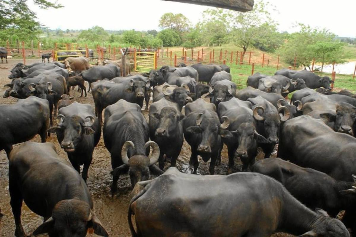 Ganado bufalino sigue en auge en el Magdalena Medio