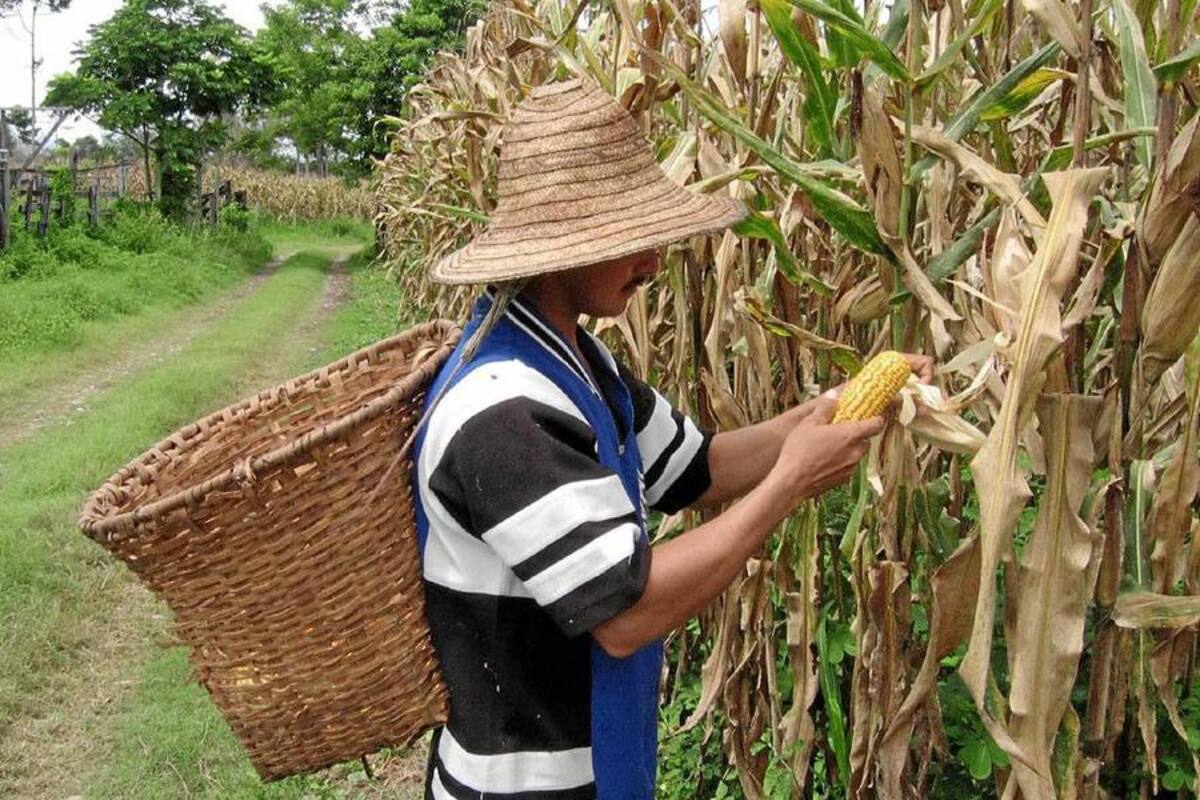 Entre la producción de maíz y su agroindustria, la actividad genera 500 mil empleos en Colombia. (Foto: Archivo/VANGUARDIA LIBERAL)