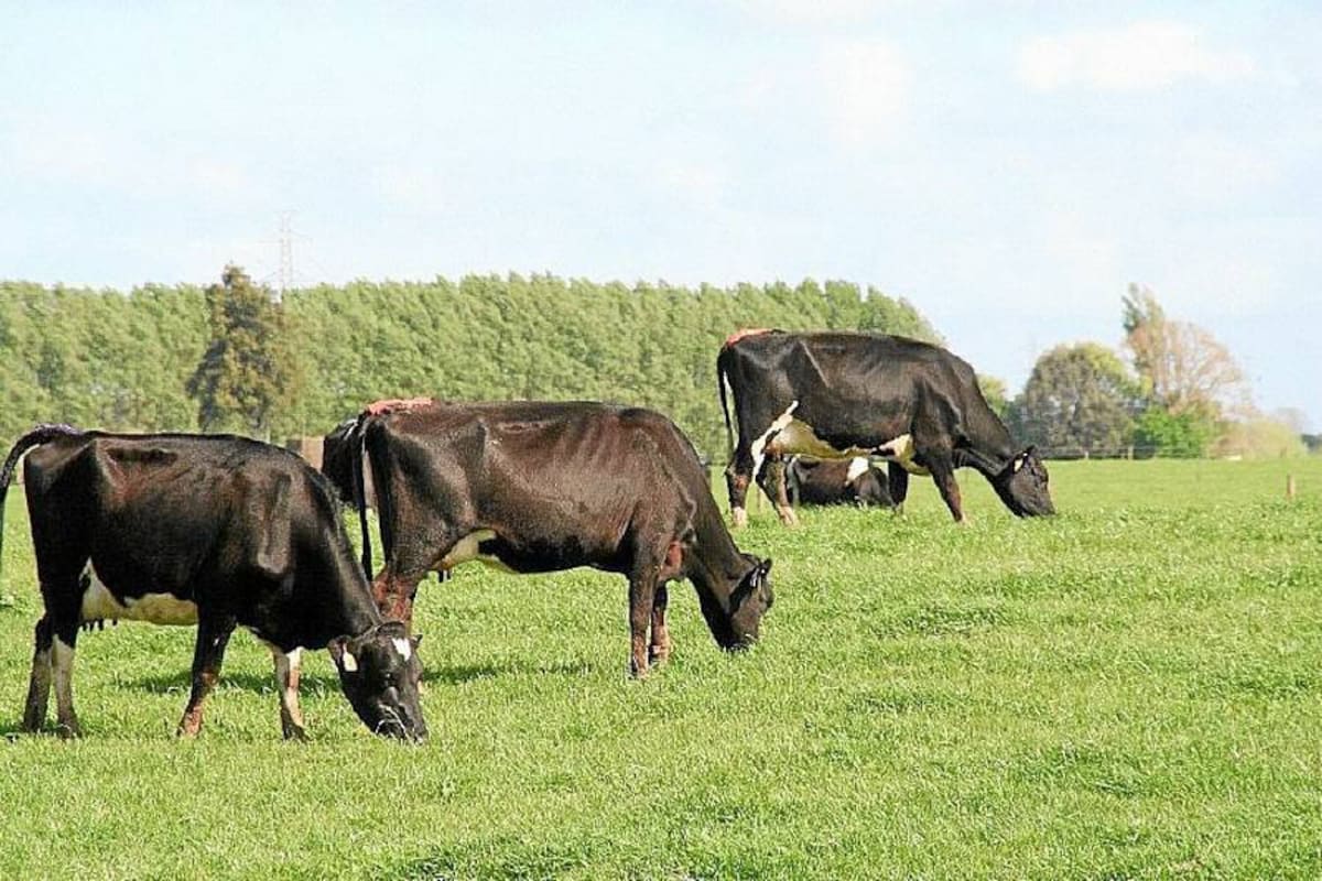 Se trabajará con la raza neozelandeses kiwi croos, de alta resistencia y producción a libre pastoreo. (Foto: Archivo/VANGUARDIA LIBERAL)