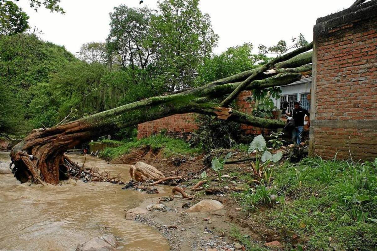 El desprendimiento de un árbol sobre el Río de Oro, en sector Barroblanco, ocasionó daños en dos casas. Los ocupantes resultaron ilesos. (Foto: Mauricio Betancourt/VANGUARDIA LIBERAL)