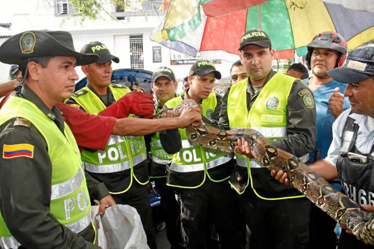 Miembros de la Policía Ambiental atendieron el llamado de un ciudadano que reportó ayer la presencia de una serpiente en su carro. Se trataba de una boa constrictor. (Foto: Nelson Díaz / VANGUARDIA LIBERAL)