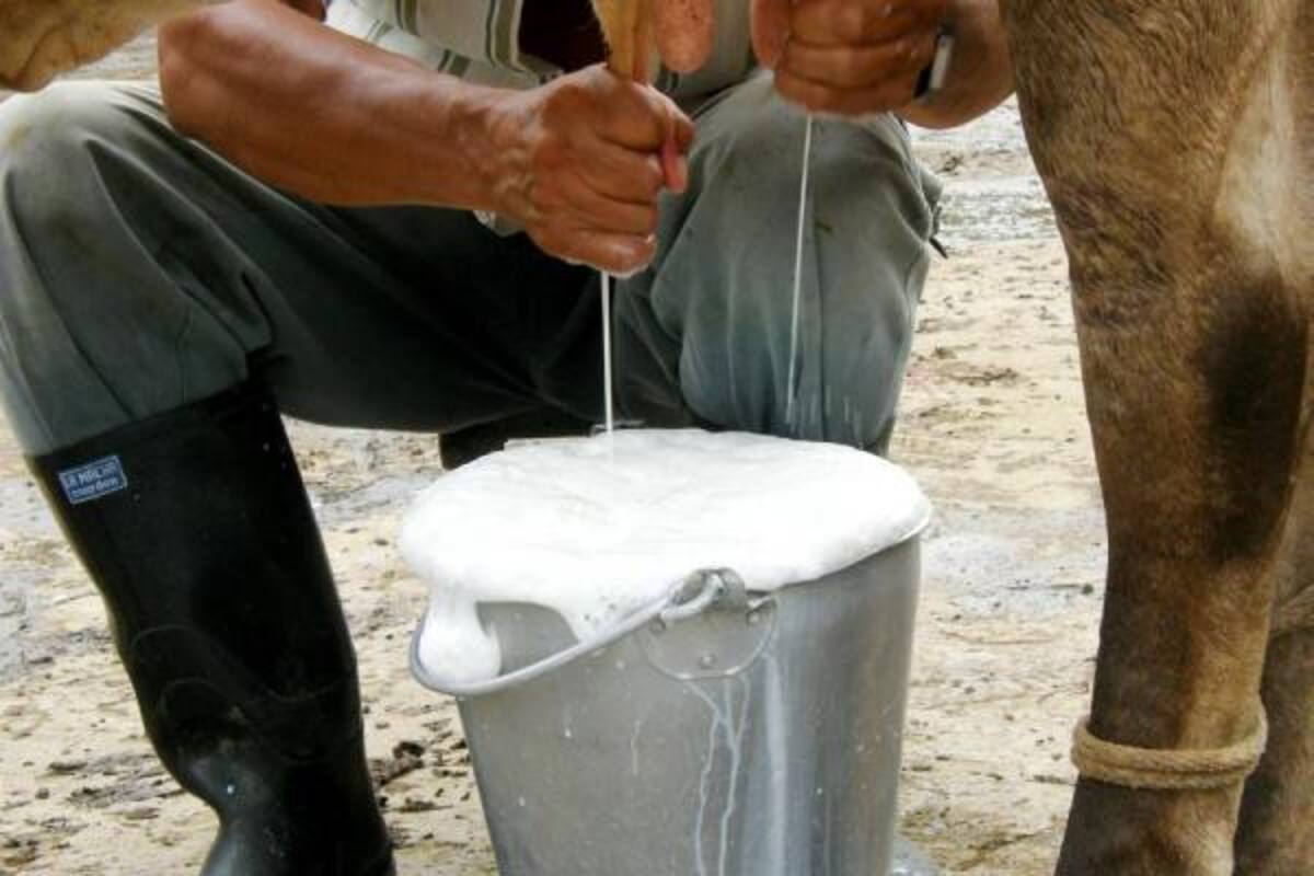 Mientras en Colombia el promedio de producción por vaca es de 4 litros, los países desarrollados superan los 20.(Foto: Archivo/VANGUARDIA LIBERAL)
