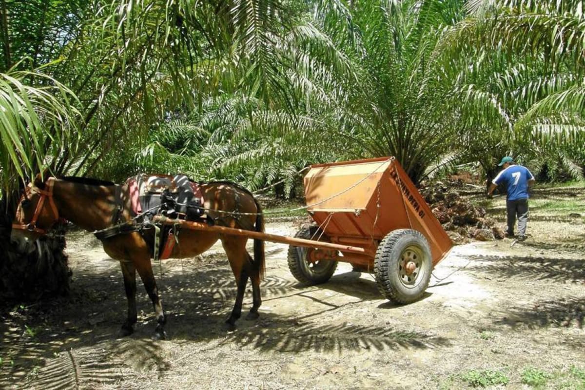 La falta de fruto en la zona palmera de Puerto Wilches ha llevado a que este se pague por encima de los $400 mil la tonelada. (Foto: Marco A. Rodríquez /VANGUARDIA LIBERAL)