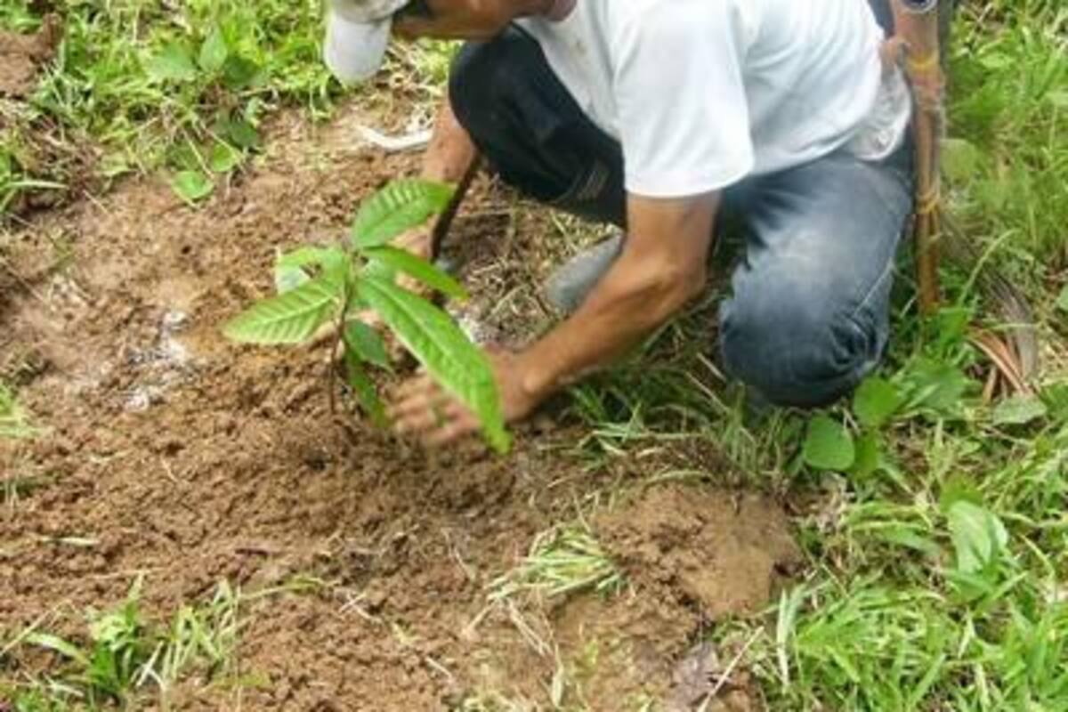Mediante este proyecto se beneficiarán pequeños y medianos productores afectados con la ola invernal 201-2011. (Foto: Archivo/VANGUARDIA LIBERAL)