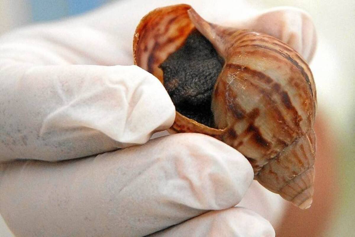Las autoridades siguen advirtiendo sobre la presencia de caracoles africanos en Girón. (Foto: Archivo/VANGUARDIA LIBERAL)