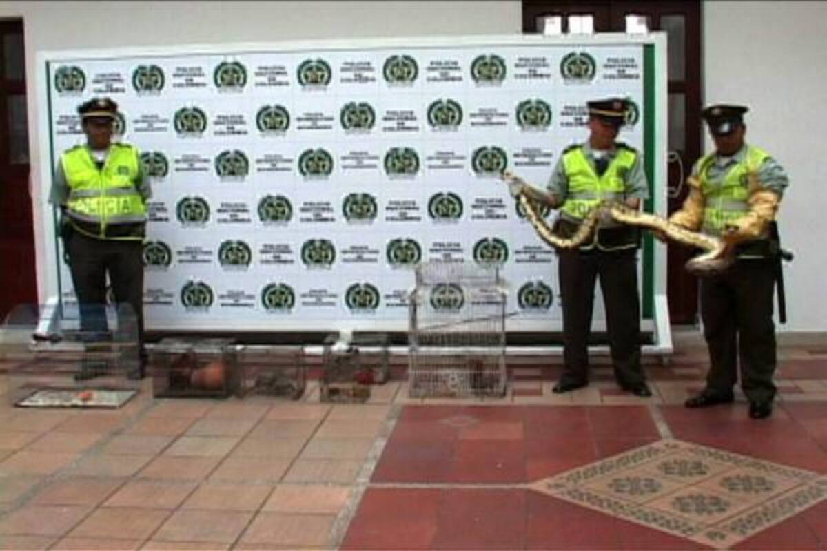 Entre los animales incautados se encontraba una boa constrictor. (Foto: Suministrada / VANGUARDIA LIBERAL)