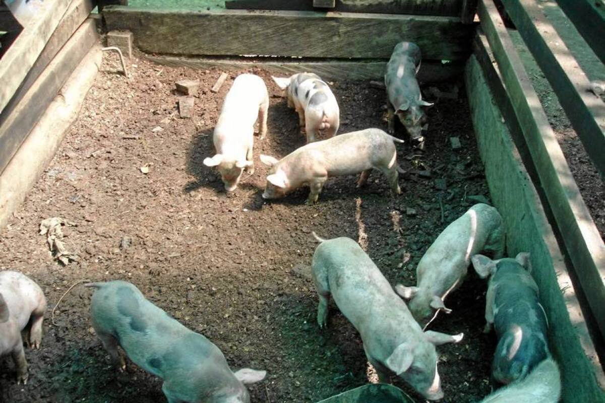 Los porcicultores recibirán una capacitación por parte de la Cdmb. (Foto: Archivo/VANGUARDIA LIBERAL)