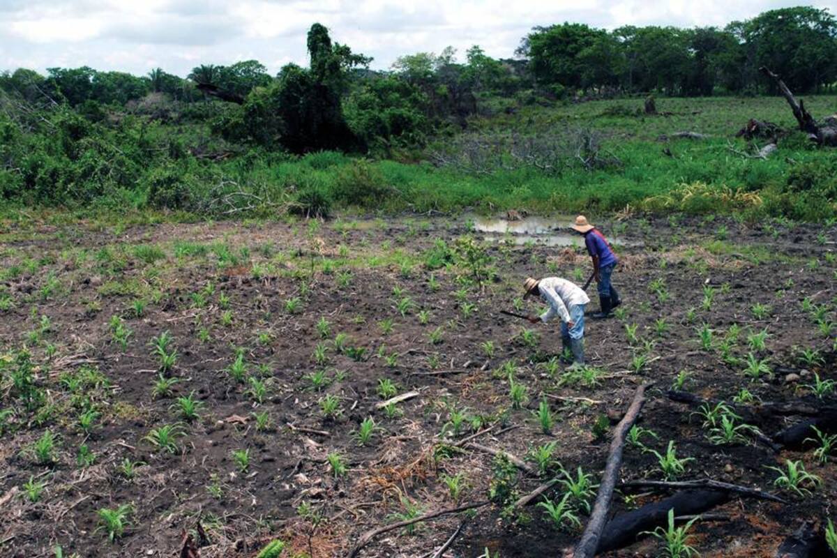 Con el Plan Siembra las familias campesinas podrán elaborar sus proyectos. (Foto: Archivo/VANGUARDIA LIBERAL)