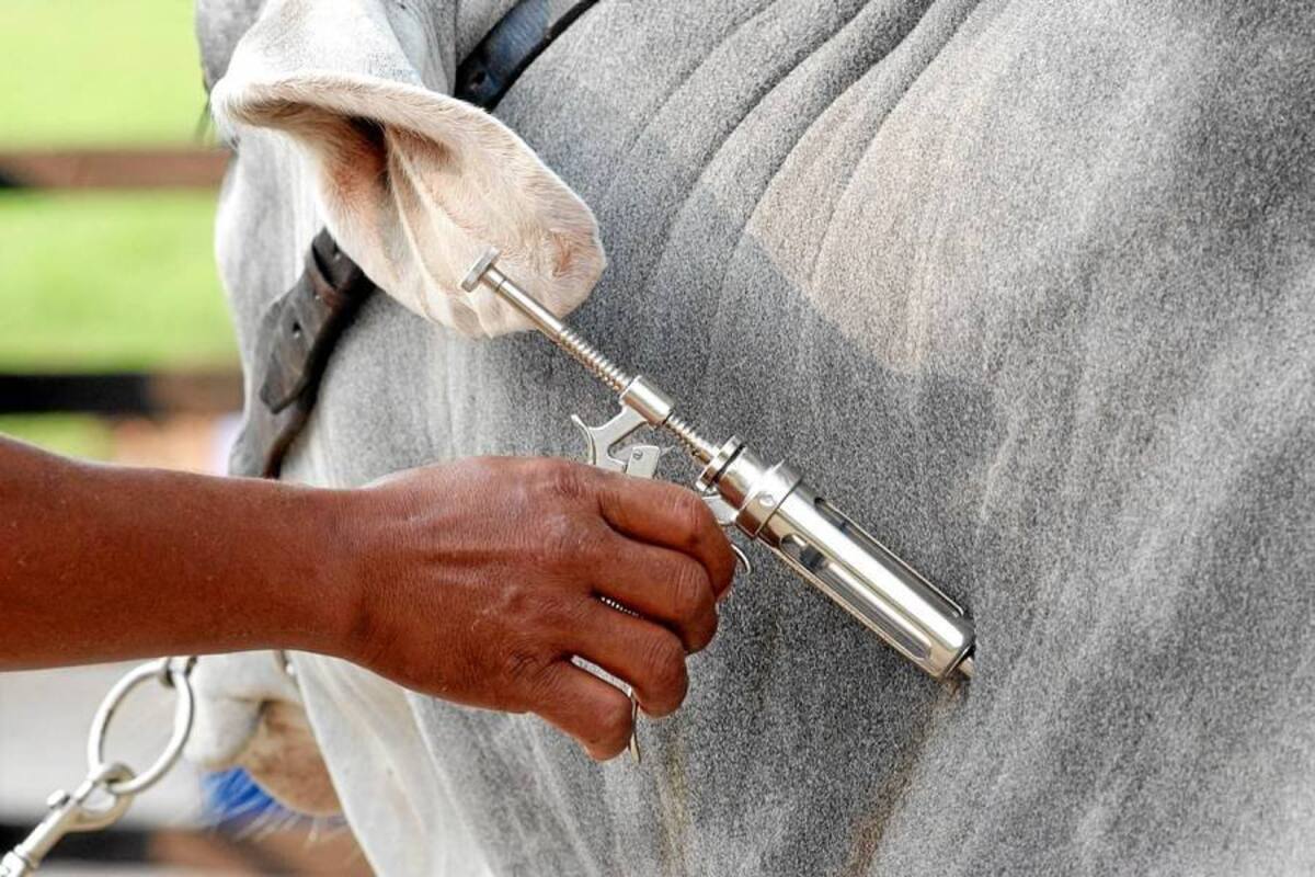 Vacunación bovina alcanzó 94% de cobertura en la región del Magdalena Medio entre noviembre y diciembre, indicó Fedegán. (Foto: Archivo/VANGUARDIA LIBERAL)
