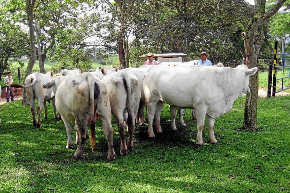 La ganadería está en crisis por la caída de los precios y el incremento de los costos de producción. (Foto: Archivo/VANGUARDIA LIBERAL)