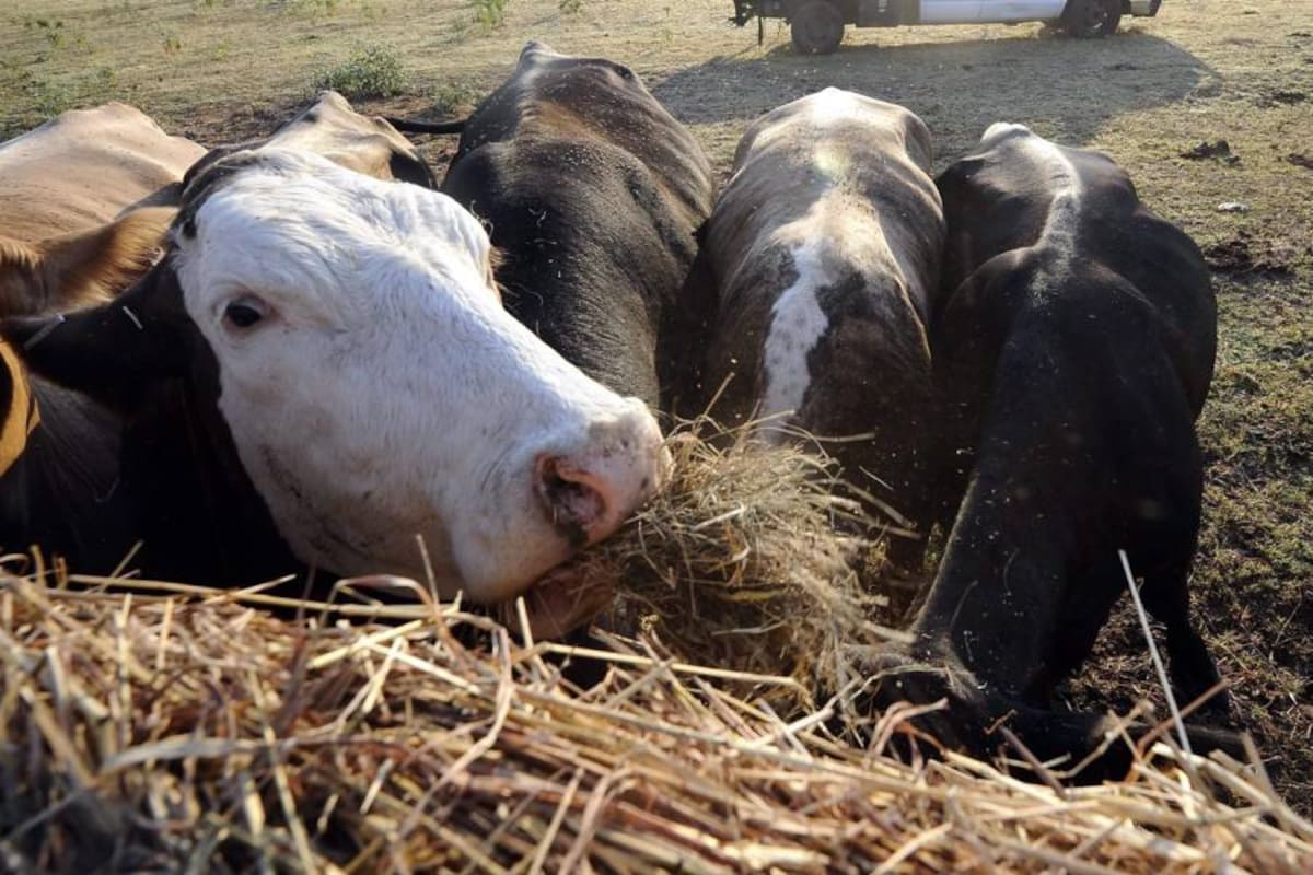 Colombia ha invertido US$500 millones para erradicar la aftosa y cuenta con 600 mil animales trazados. (Foto: Archivo/VANGUARDIA LIBERAL )