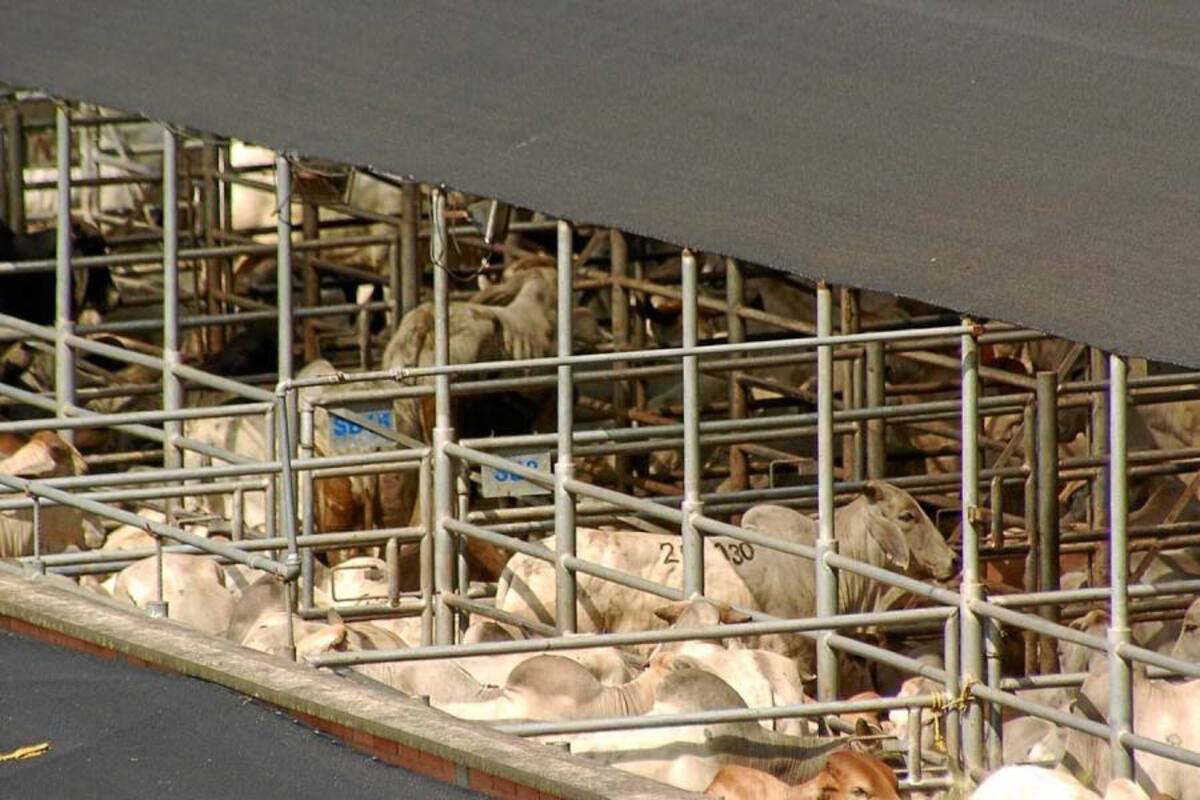 Para Venezuela se llevan los ganados extras; es decir, aquellos que estén por encima de los 500 kilos. (Foto: Archivo/VANGUARDIA LIBERAL)