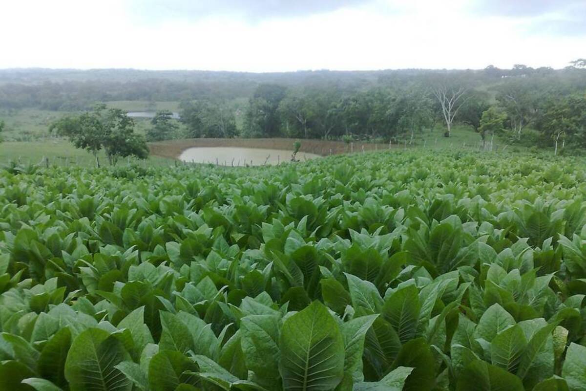 El agua es tomada de reservorios para luego llevarla al cultivo gota a gota. (Foto: Suministrada/VANGUARDIA LIBERAL)