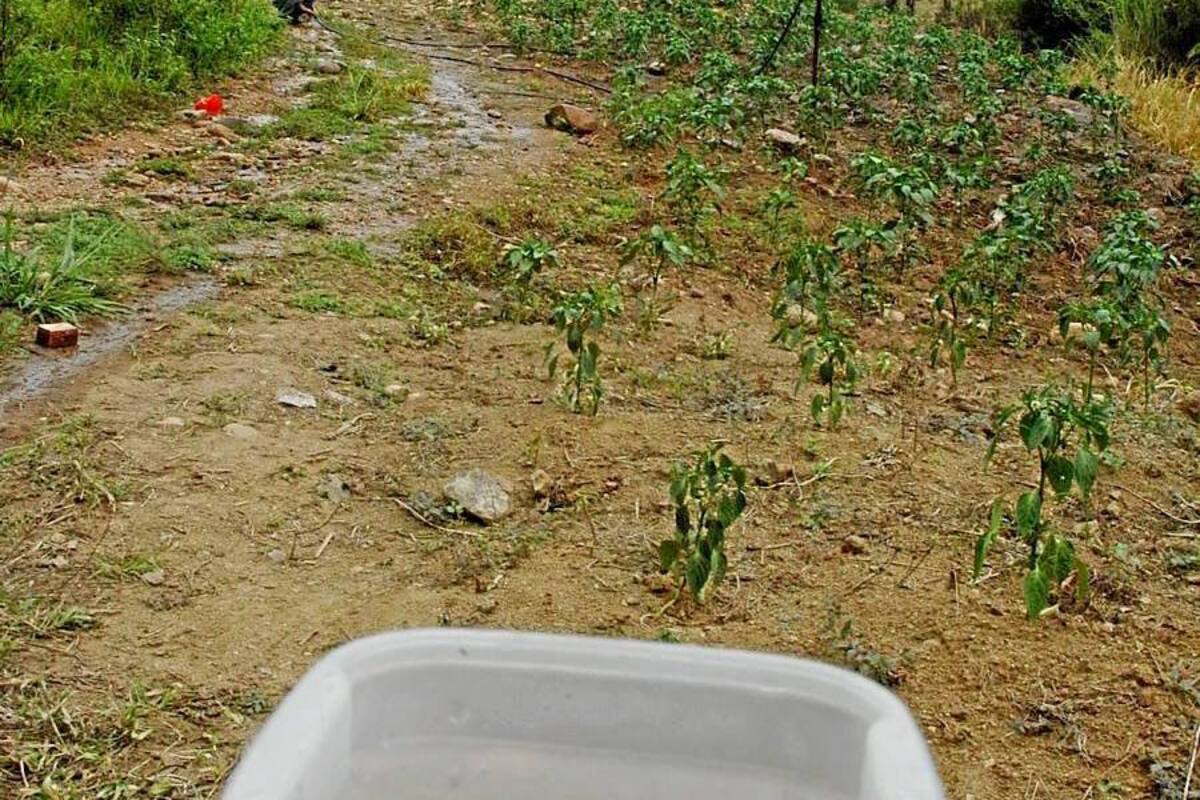 La Personería Municipal advirtió que al menos cien predios del sector rural de Pajonal, Barroblanco y Monterrondo estarían conectados de madera fraudulenta a una línea del acueducto. (Foto: Mauricio Betancourt/VANGUARDIA LIBERAL )