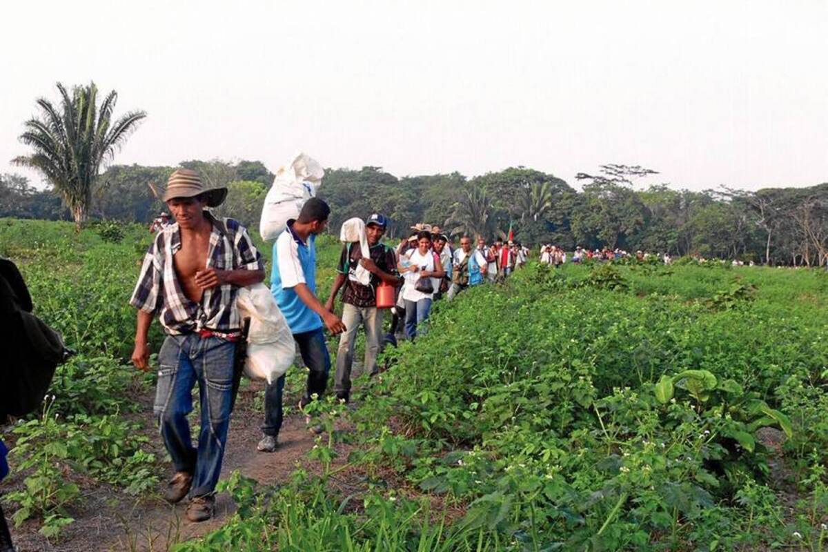 Las 120 familias que hoy ocupan la Hacienda Las Pavas en el sur de Bolívar siguen a la espera de que el predio quede liberado (extinción de dominio) para así completar su retorno. (Foto: Archivo/VANGUARDIA LIBERAL)
