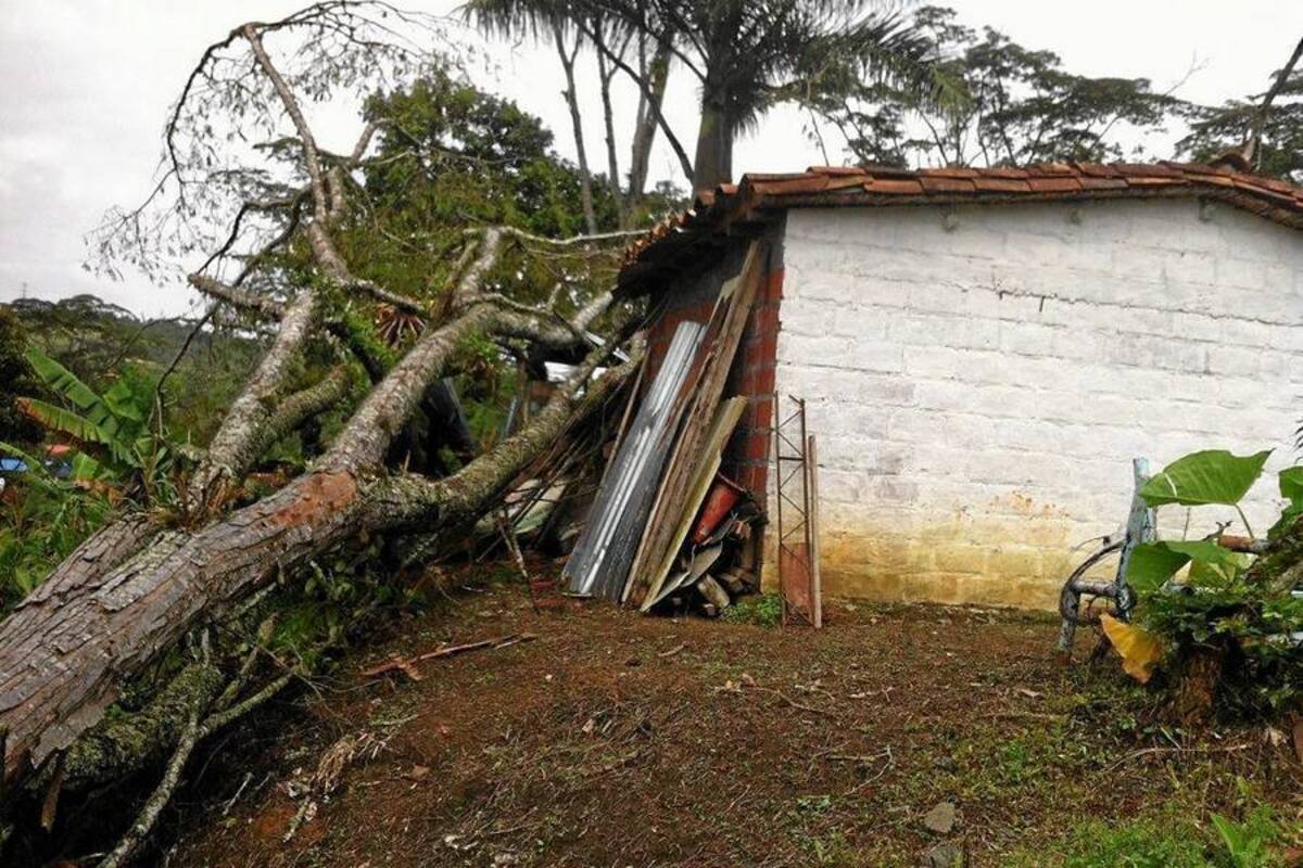 Un pesado árbol cayó sobre la vivienda de Iván Suárez, un habitante de la vereda San Pedro en Oiba, quien espera la ayuda de los organismos del Estado y de la Administración municipal, para reconstruir su vivienda. (Foto: Luis Fernando Martínez Vargas/VANGUARDIA LIBERAL)