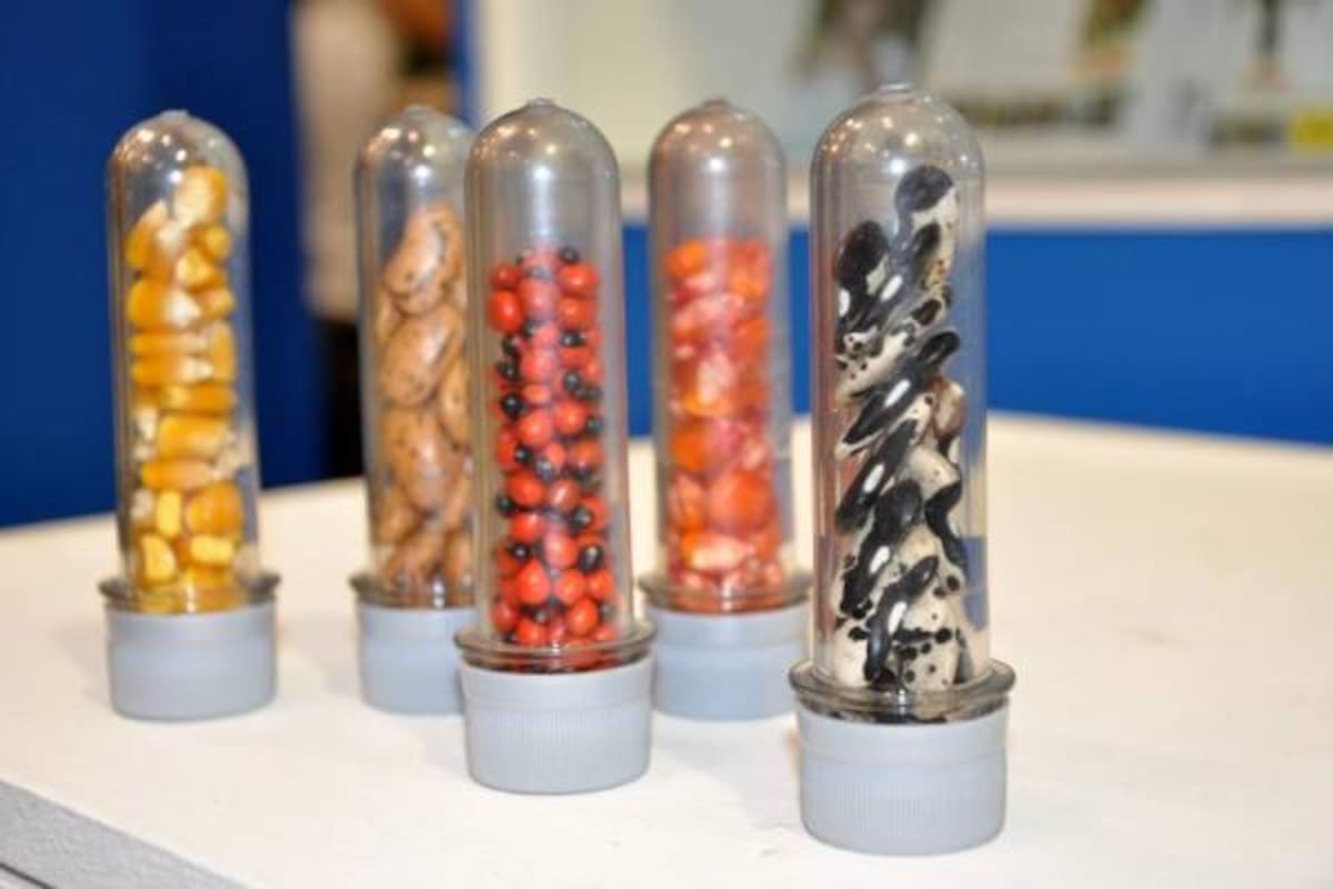 Las semillas están envasadas en una especie de frascos, donde conservan sus propiedades.(Foto: Sumnistrada/VANGUARDIA LIBERAL)