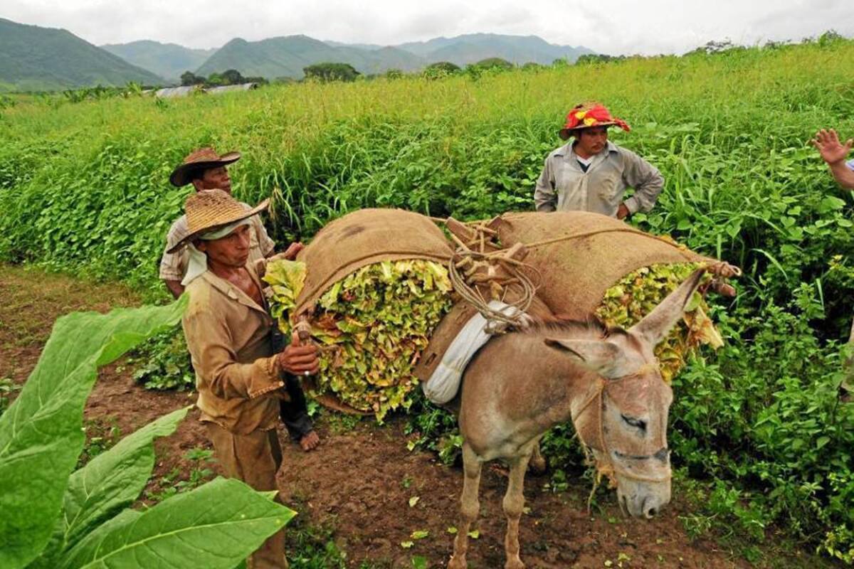 Durante seis meses, cultivadores de trabajo de cinco departamentos del país recibieron capacitación en temas relacionados con monitoreo de cultivos, planes de trabajo, diagnósticos de producción, entre otros. El viernes 27 de abril, a las 9:00 a.m. en el Sena San Gil, recibirán su diploma (Foto: Suministrada/VANGUARDIA LIBERAL)