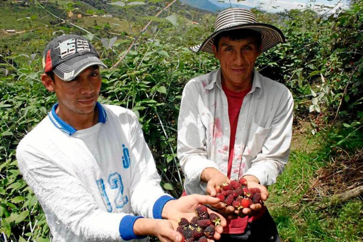 El sector morero avanza en la creación de una asociación de segundo nivel para mejorar la comercialización de sus productos (Foto: Archivo/VANGUARDIA LIBERAL)