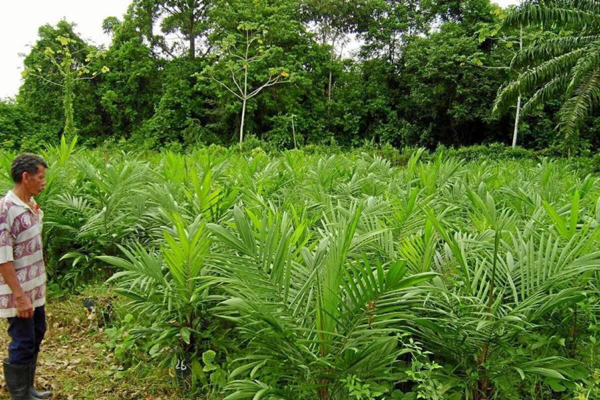 En zona rural de Sabana de Torres 38 productores usuarios de Coopsabana suscribieron en 2007 una alianza productiva con Indupalma. (Foto: Tomada de internet/VANGUARDIA LIBERAL)