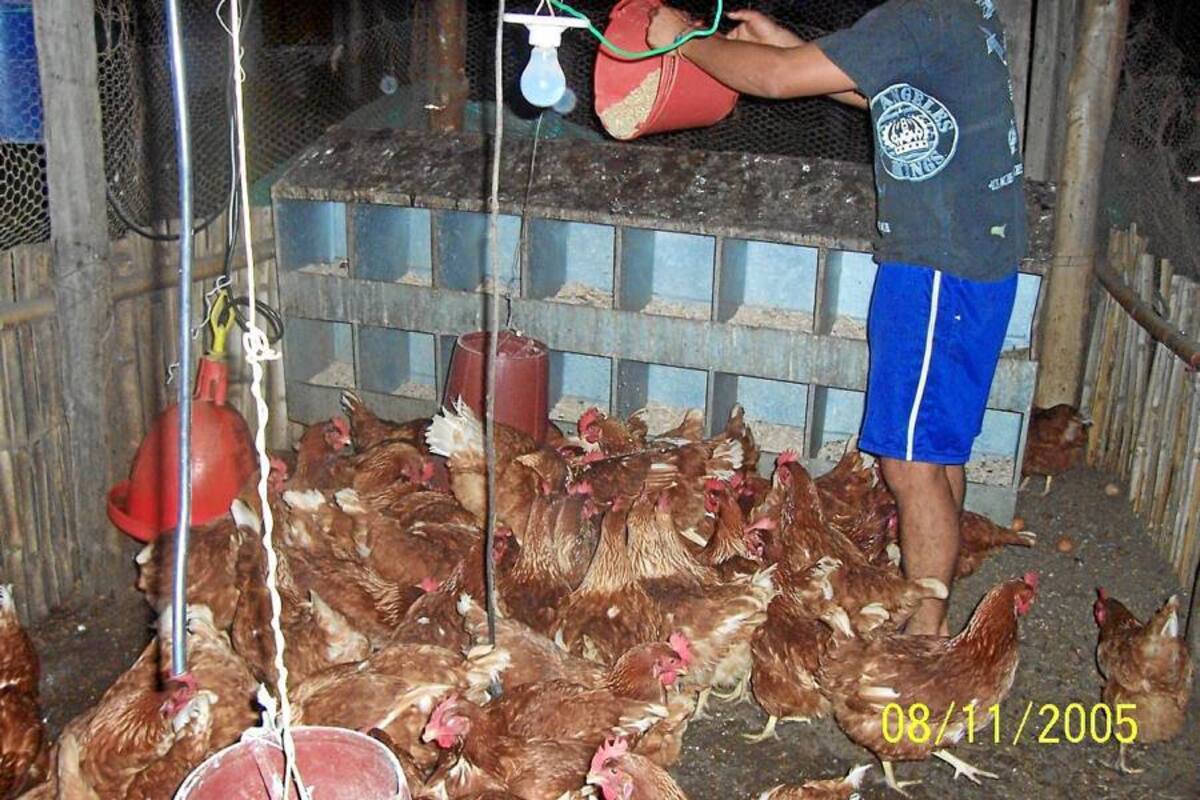Este año 4.386 jóvenes de las áreas agropecuarias de la región han sido atendidos por el Programa de Jóvenes Rurales. (Foto: Archivo/VANGUARDIA LIBERAL)