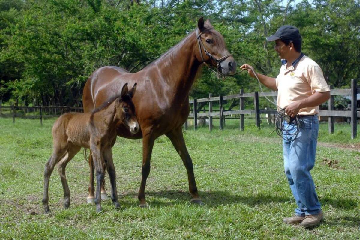 La Querencia, la yegua donadora, es mostrada por Raúl Sierra Moreno. (Foto: Jaime Del Río/VANGUARDIA LIBERAL)