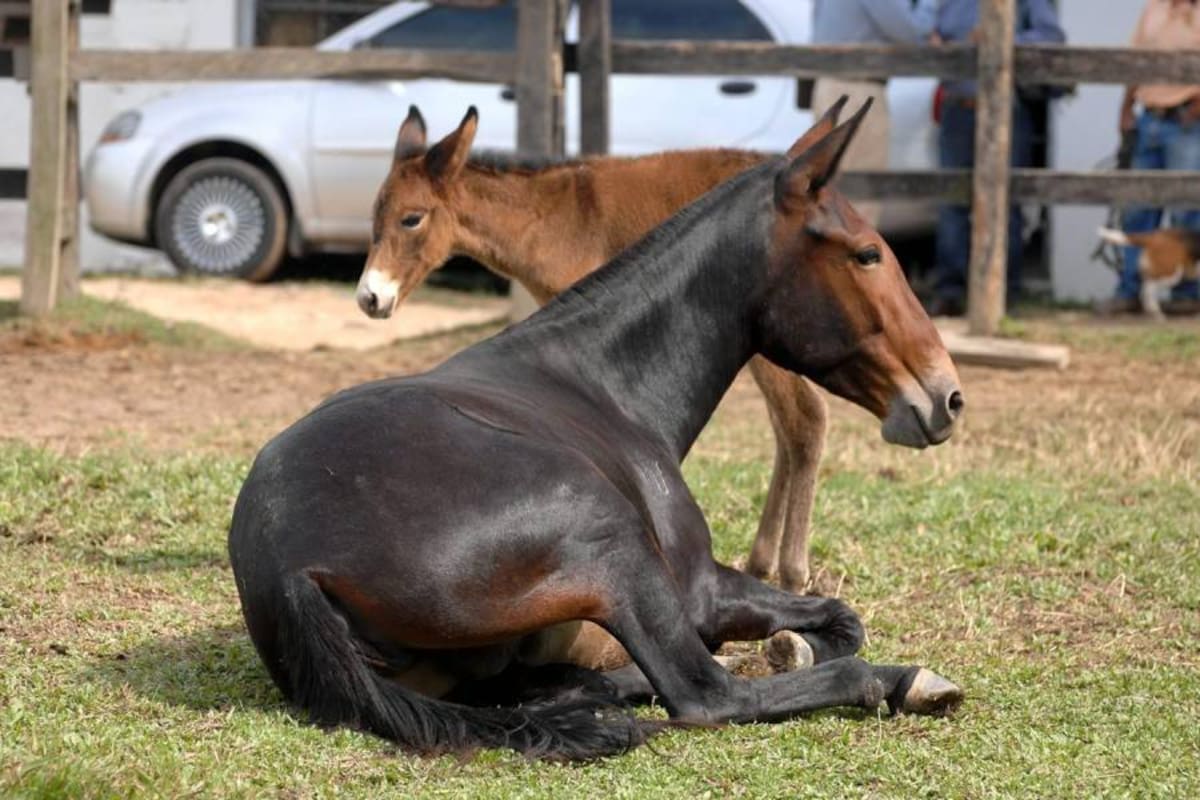 Es un animal afectuoso con su cría. Tienen buena condición materna. (Foto: Jaime Del Río/VANGUARDIA LIBERAL)