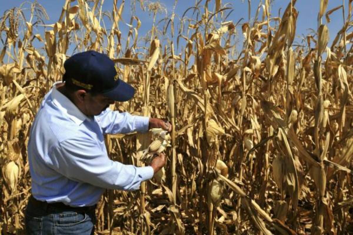Colombia importa cuatro millones de toneladas anuales de maíz amarillo, de las cuales 75% se lo lleva la agroindustria.(Foto: Archivo/VANGUARDIA LIBERAL )