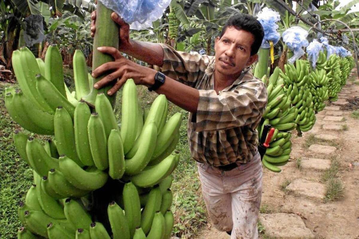 Para demostrar que la producción de alimentos no es un problema real, los expe4tos recordaron que el 50% de las tierras cultivables en África todavía están disponibles. (Foto: Archivo/VANGUARDIA LIBERAL )