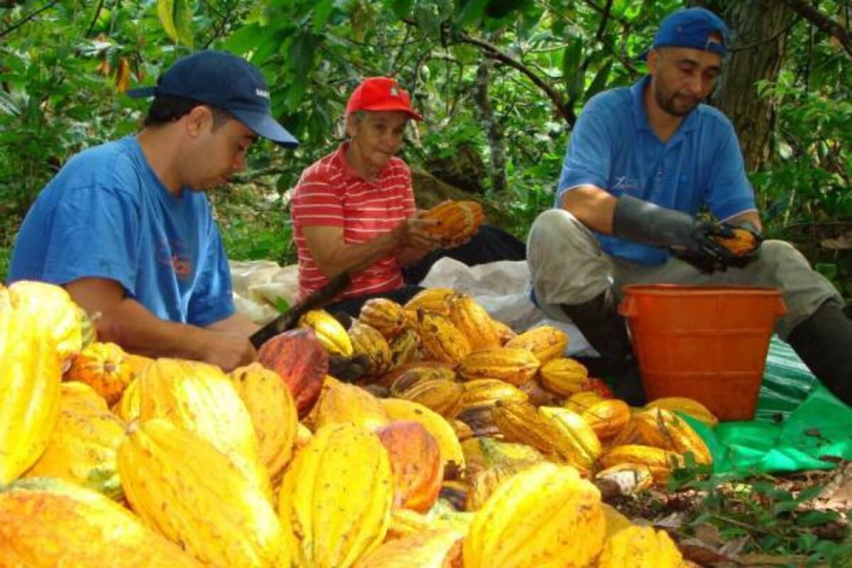 143 nuevos puestos de trabajo generará este convenio para controlar la enfermedad "coco" del cacao.(Foto: Archivo/VANGUARDIA LIBERAL)