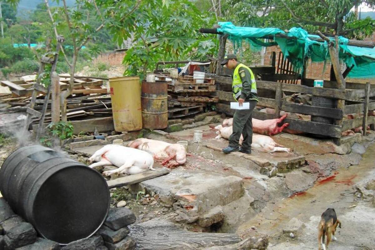La Policía desmanteló matadero clandestino en Nuevo Girón. (Foto: Suministrada/VANGUARDIA LIBERAL )
