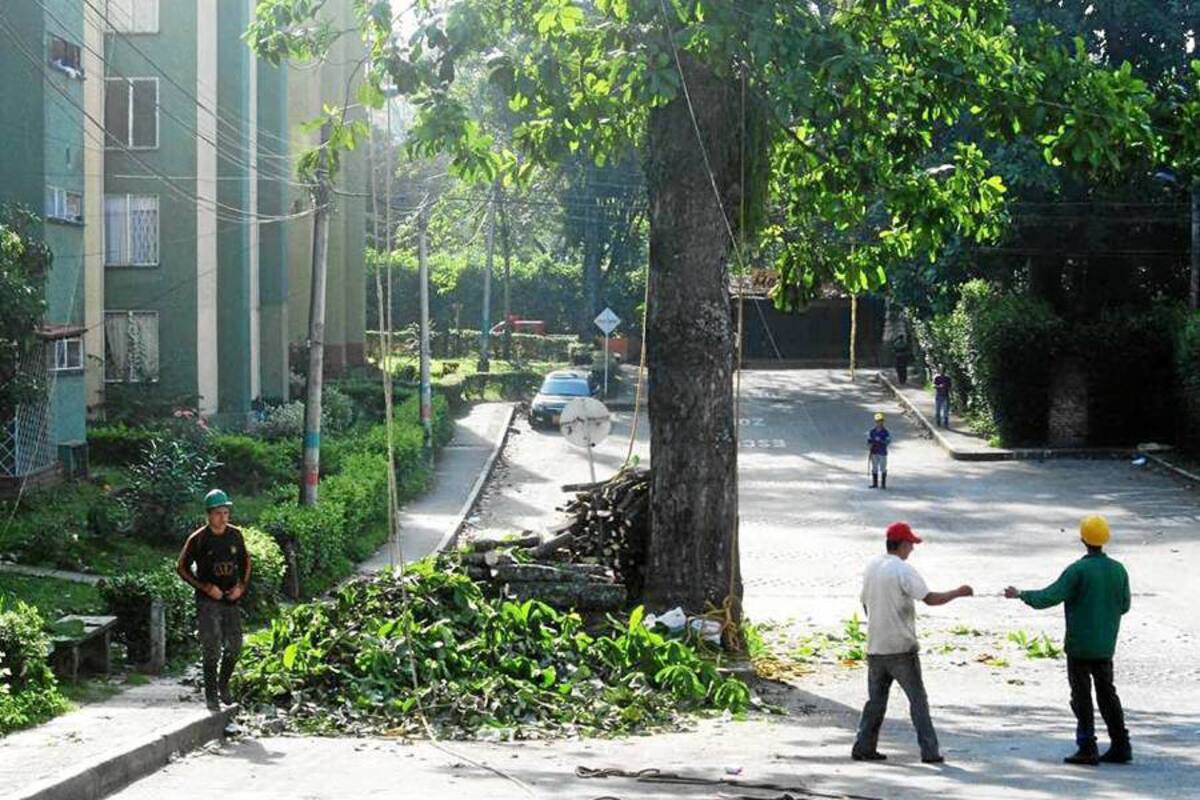 La Piedecuestana de Servicios Públicos realizó el fin de semana una labor de poda de árboles en el barrio La Candelaria. (Foto: Suministrada/ VANGUARDIA LIBERAL )