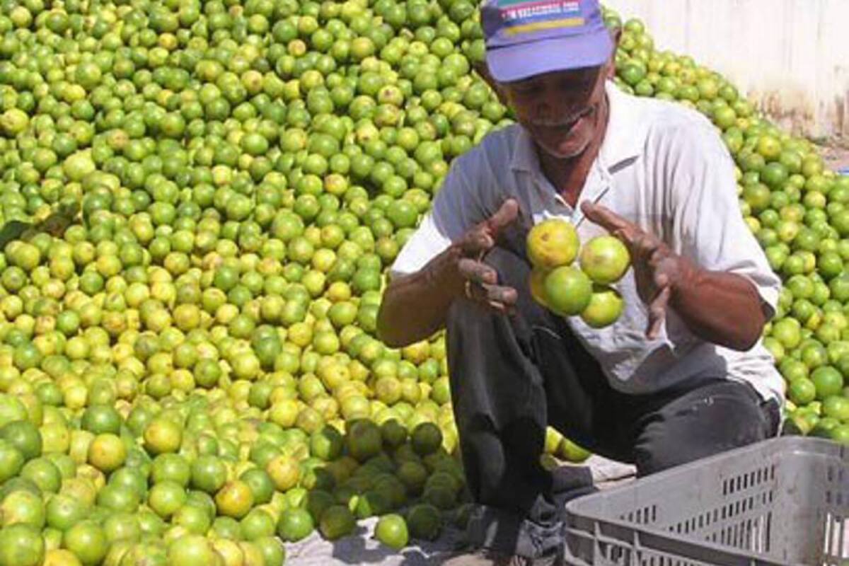 Una nueva opción de ingresos a los piedecuestanos del área rural impulsa la Secretaría de Desarrollo Rural, con la implementación de cursos de enseñanza directa sobre cultivo y producción de cítricos.