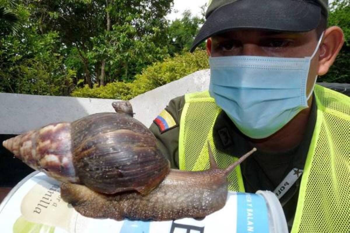 Al caracol gigante africano se le ha visto en los jardines, en las verjas de las casas y en las áreas boscosas del área metropolitana. Si los detecta, no intente tomarlos con sus manos. (Foto: Fotos:Nelson Díaz / VANGUARDIA LIBERAL)