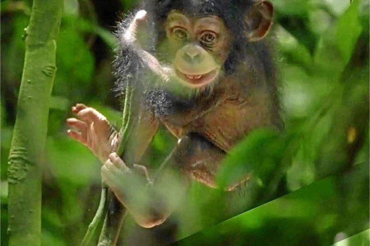 Chimpanzee