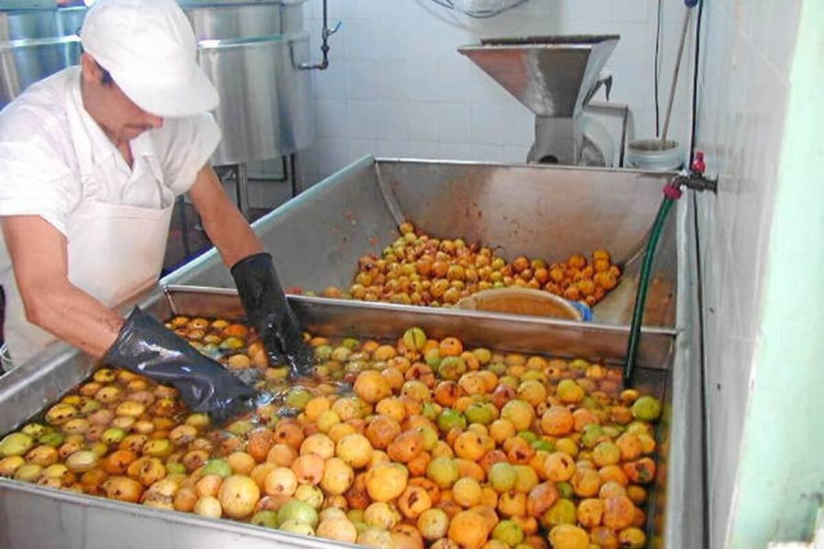 Fedeguyaba asociará al gremio productor de la guayaba para impulsar al bocadillo veleño como el dulce natural de Colombia. (Foto: Archivo/VANGUARDIA LIBERAL)