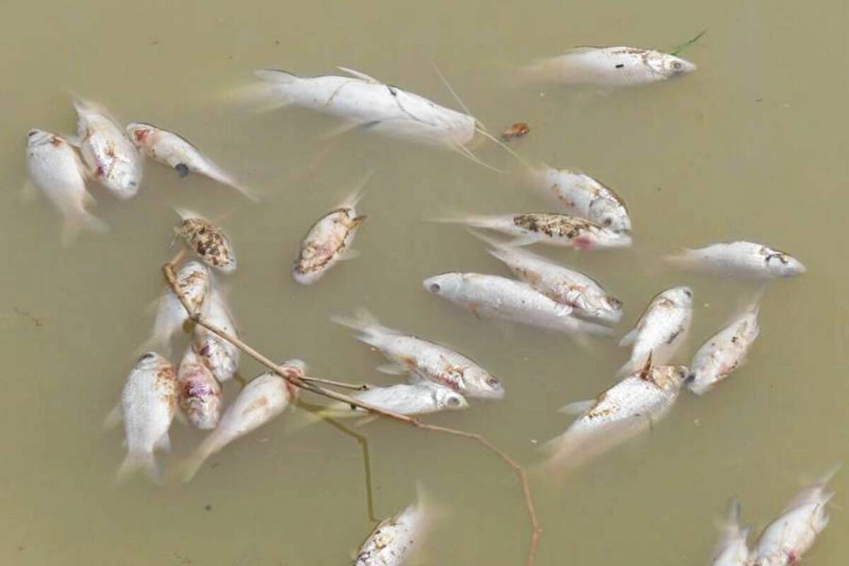 Advierten sobre mortandad de peces en vereda Cuatro Bocas de Barrancabermeja (Foto: Archivo/VANGUARDIA LIBERAL)