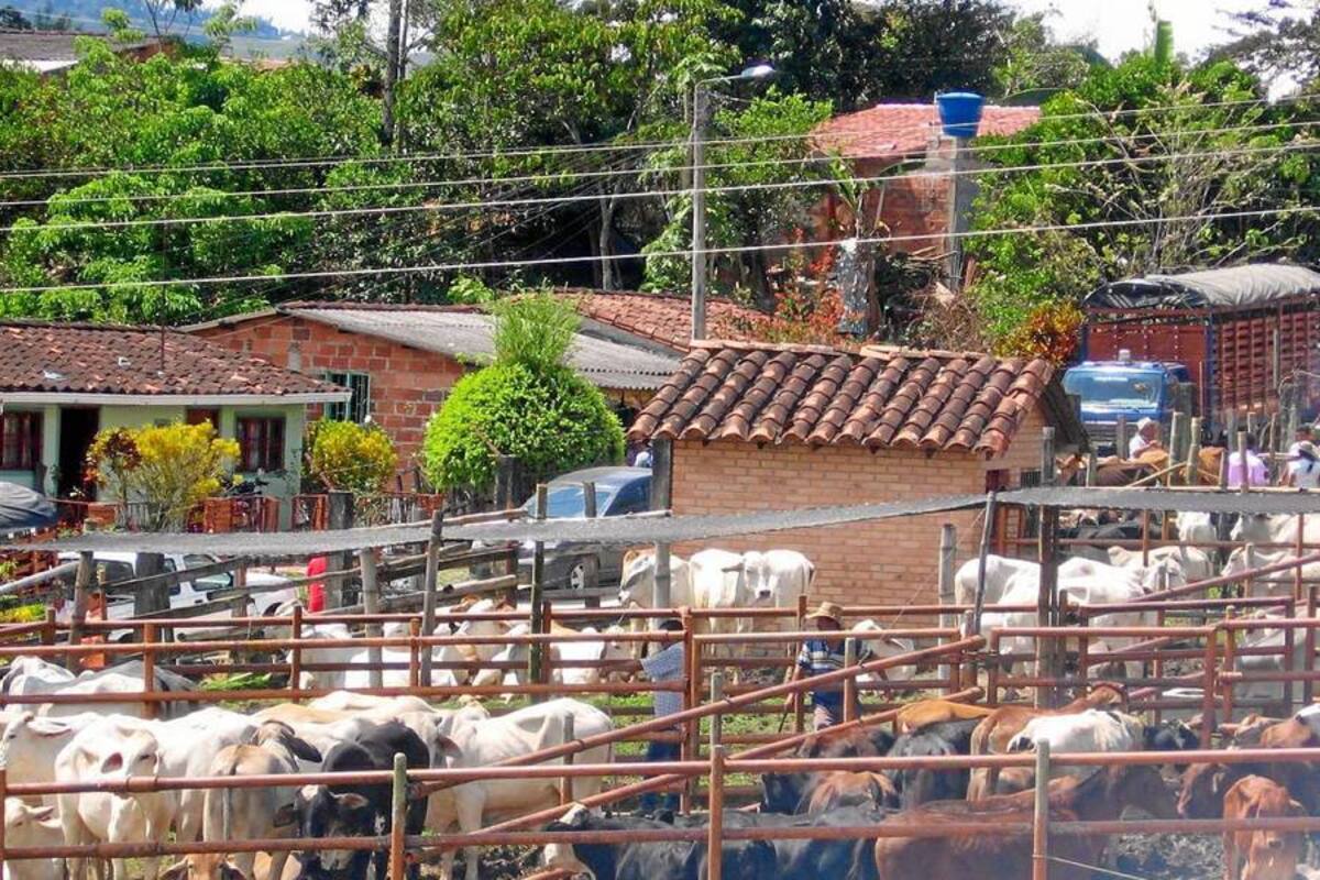 Los principales esfuerzos de la Epsagro Engiagro de Oiba estarán encaminados al sector pecuario, entidad que puede ser contactada por los productores, a través de la línea celular 313 – 4614455. (Foto: Nancy Gómez/VANGUARDIA LIBERAL)
