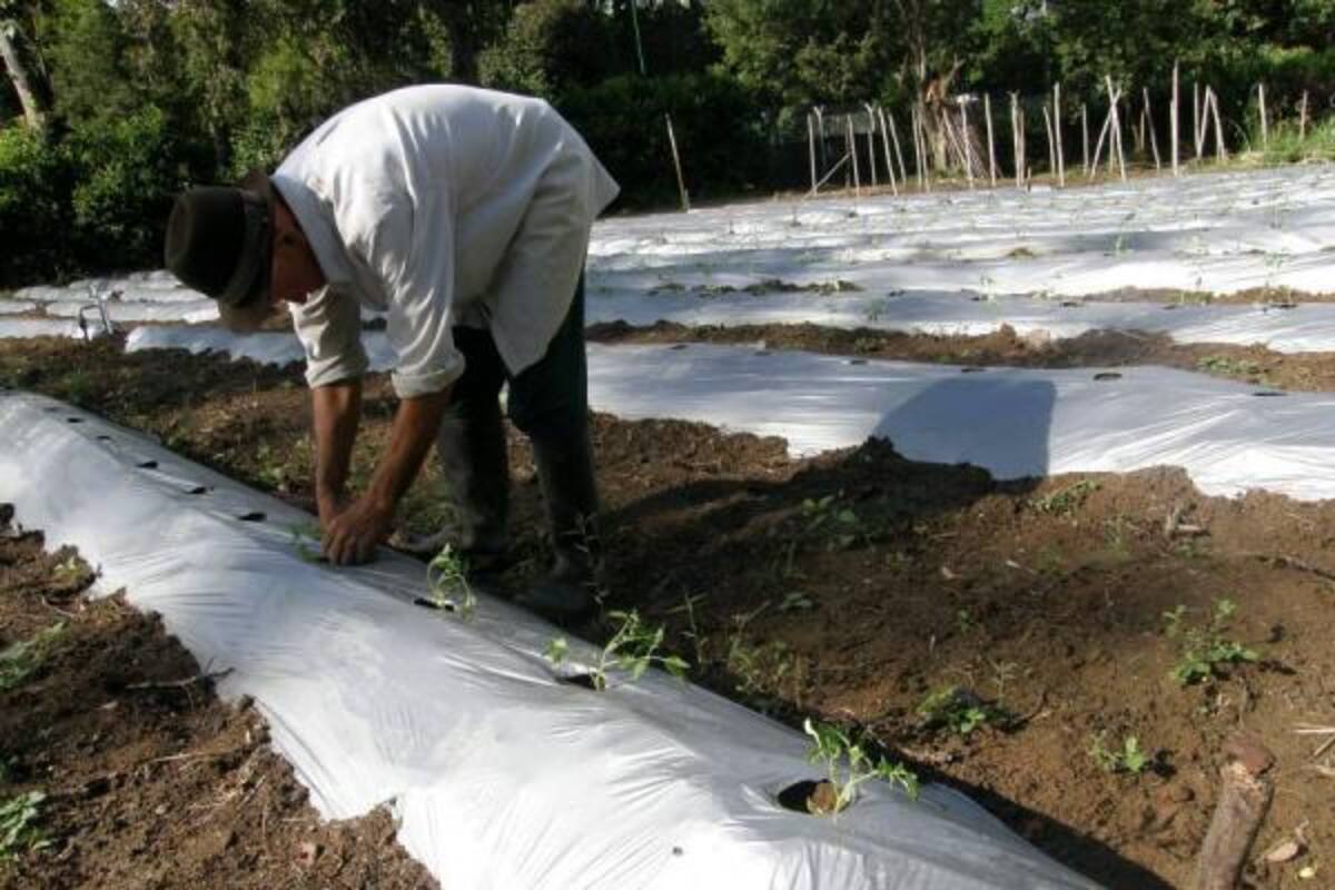 1,2 millones de hectáreas estima el Gobierno que entregará en este cuatrienio.(Foto: Archivo/VANGUARDIA LIBERAL )