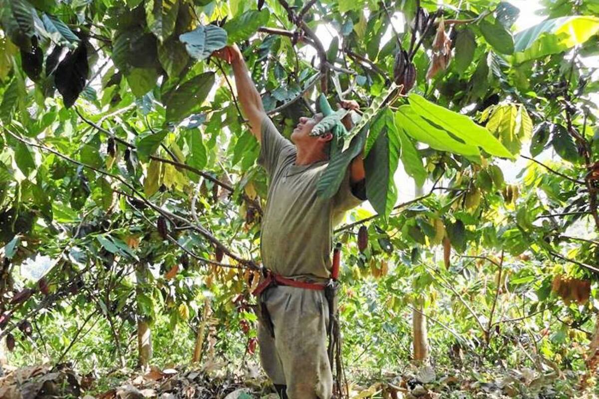 Para los productores buena parte del chocolate de mesa se compone de cocoa, grasa vegetal, azúcar y saborizantes artificiales.mil toneladas de cacao se importaron en 2011, según cifras de Fedecacao. (Foto: Archivo/VANGUARDIA LIBERAL)