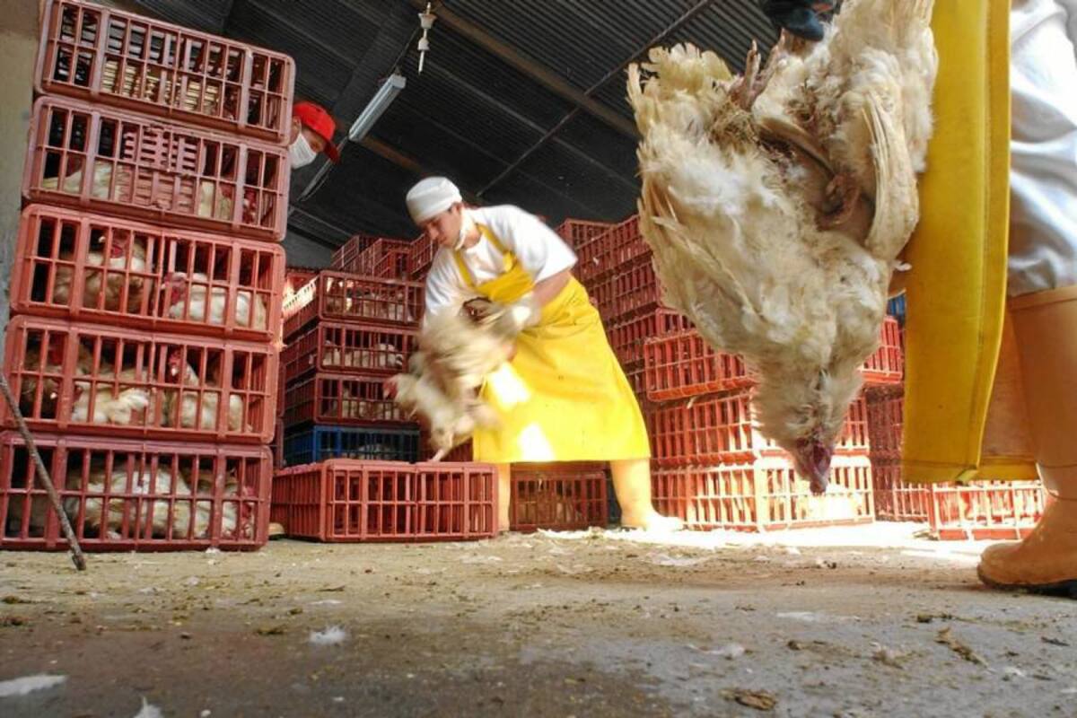 Primero llegó huevo de contrabando; ahora, en el mercado nacional se encuentra pollo traído del vecino país. (Foto: Archivo/VANGUARDIA LIBERAL)