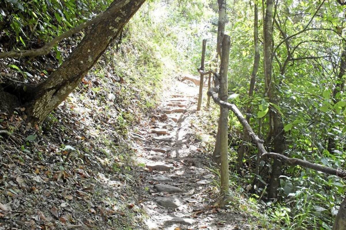 Caminata ecológica: en medio de los sonidos de la naturaleza
