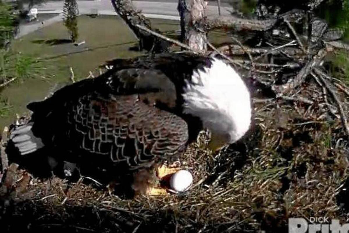 Una pareja de águilas calvas en Florida es sensación en Internet
