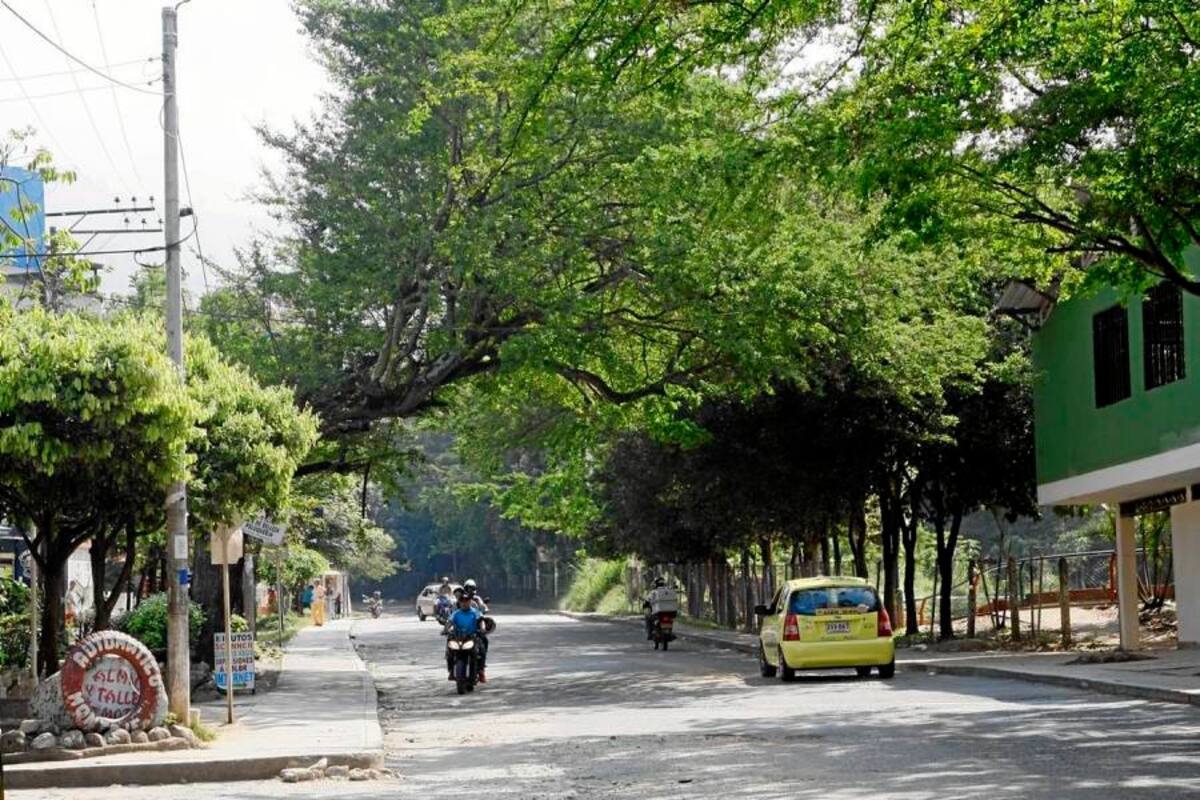 La población de Zapamanga V etapa pide a la Alcaldía Local que intervenga con la poda de las zonas públicas. (Foto: César Flórez/VANGUARDIA LIBERAL)