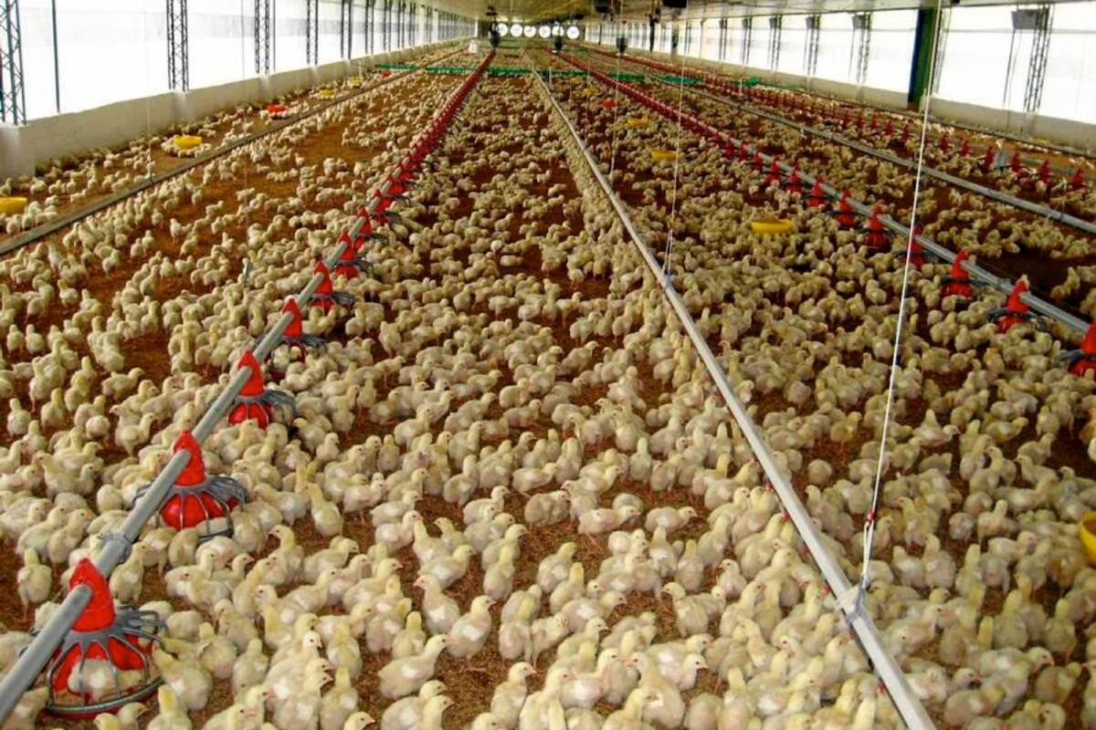 Riesgo sanitario por contrabando desde Venezuela preocupa a Avicultores