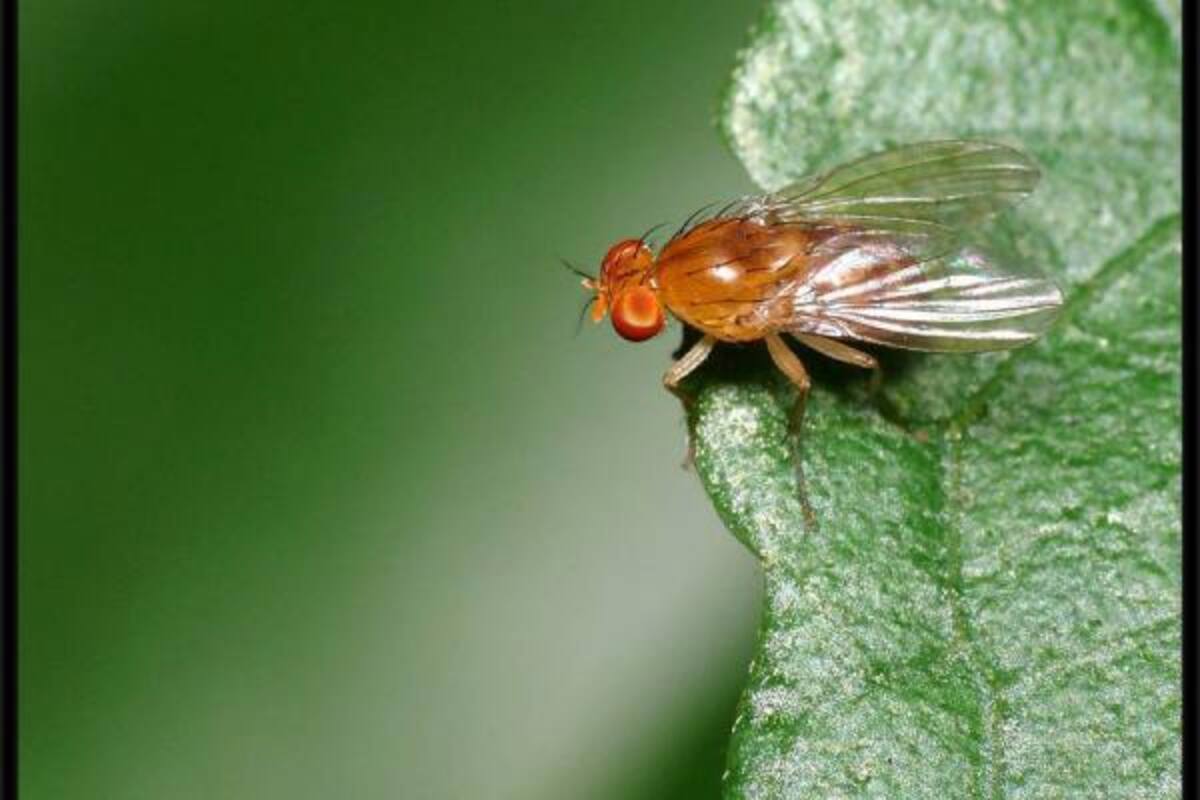 La guayaba en Santander es una de las frutas más afectadas por esta mosca.(Foto: Tomada de Internet/VANGUARDIA LIBERAL)