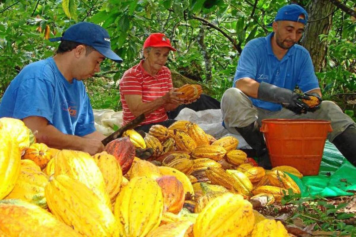 La crisis ha llevado a que la demanda caiga y además, Costa de Marfil y Ghana, dueños del 75% de la oferta mundial del grano, han llegado al mercado internacional con sus sacos llenos del grano. (Foto: Archivo/VANGUARDIA LIBERAL)