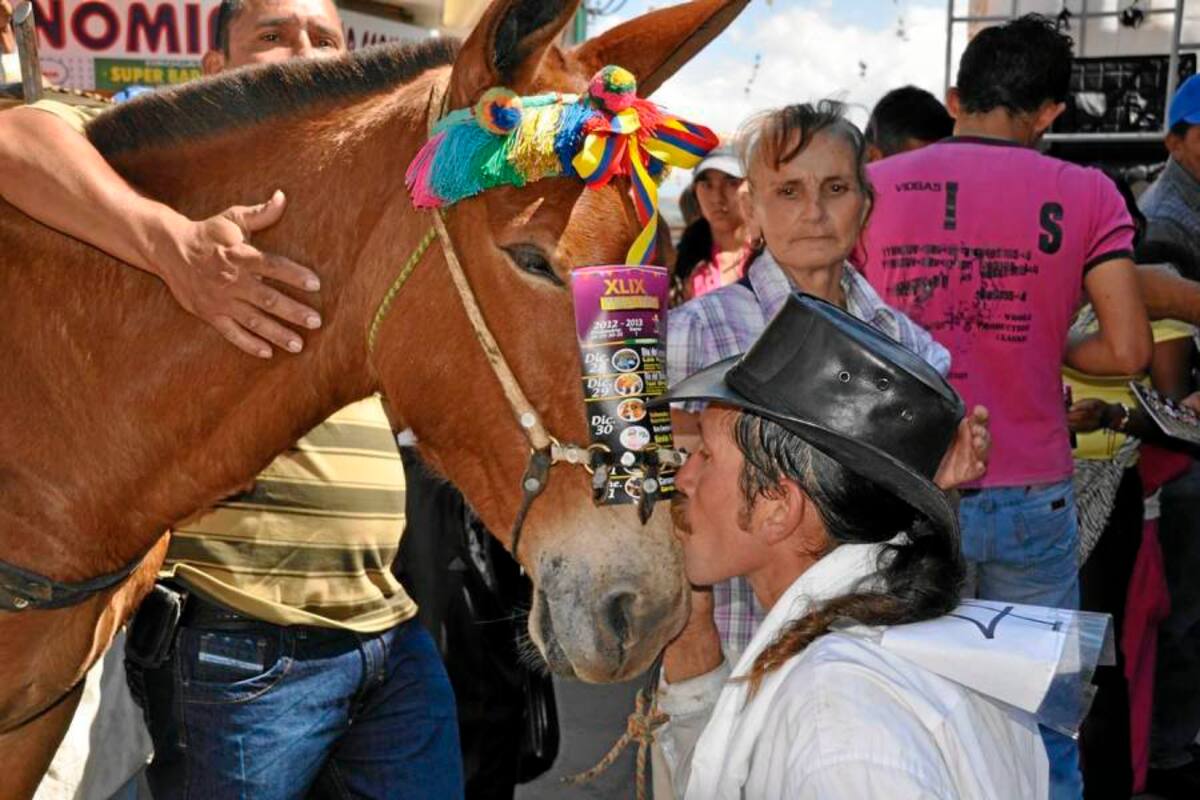 Alexander Estrada ganador del concurso de arriería. (Foto: Luis Fernando Martínez Vargas /VANGUARDIA LIBERAL)