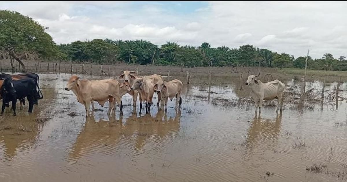 Los ríos que también alimentan la ganadería